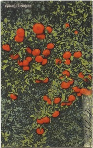 Florida tangerines