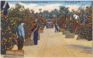 Harvesting oranges in Florida