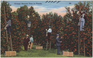 Orange harvest time in Florida