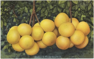 Clusters of Florida grapefruit