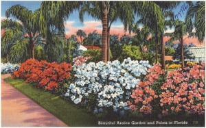 Beautiful azalea garden and palms in Florida