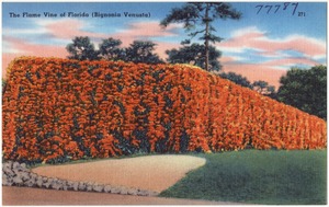The flame vine of Florida (Bignonia Venusta)