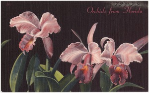 Orchids from Florida