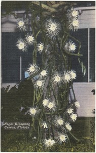 Night blooming cereus, Florida