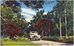 Palm lined drive in Everglades National Park, Florida