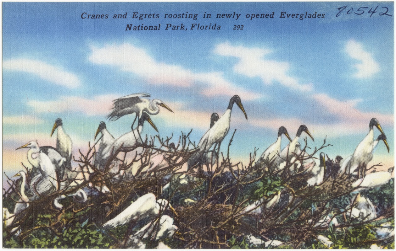 Cranes and egrets roosting in newly opened Everglades National Park, Florida