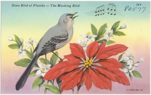 State bird of Florida- the mocking bird
