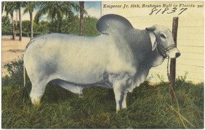 Emperor Jr. 10th, Brahman bull in Florida