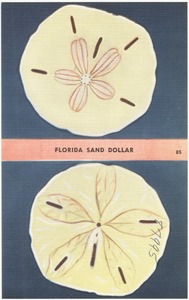 Florida sand dollar