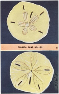 Florida sand dollar
