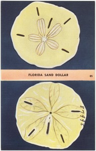 Florida sand dollar