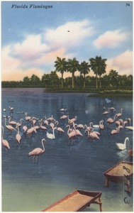 Florida Flamingos