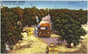 Harvesting scene in Florida's orange groves