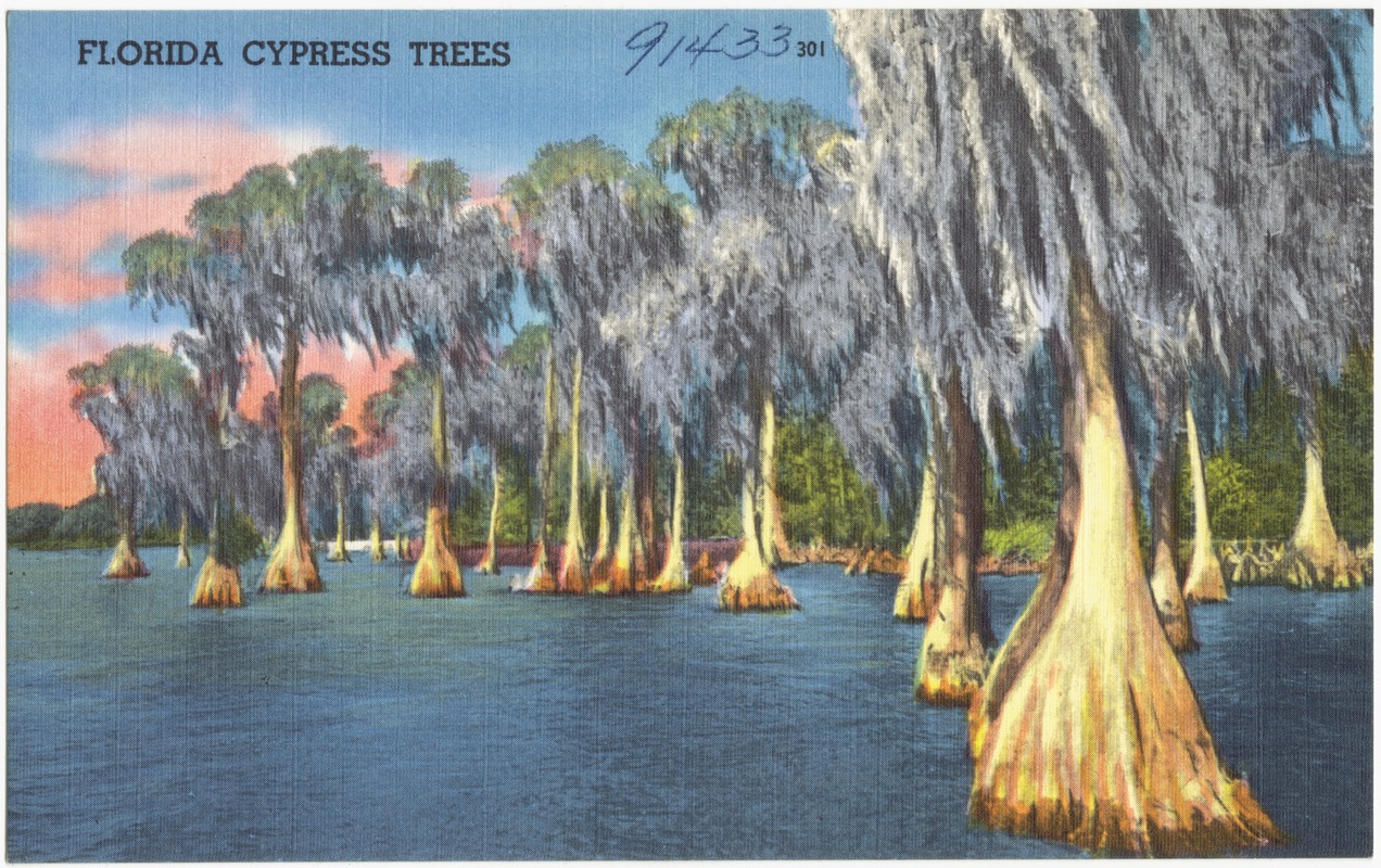 Florida cypress trees Digital Commonwealth