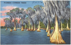 Florida cypress trees