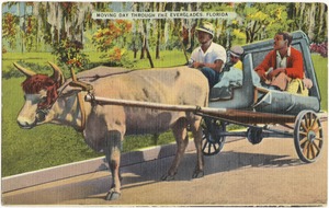Moving day through the Everglades, Florida