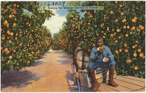 Among the orange groves in Florida