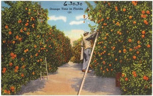 Orange time in Florida