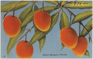 Haden Mangoes, Florida