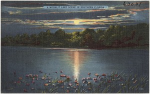 A moonlit lake scene in southern Florida