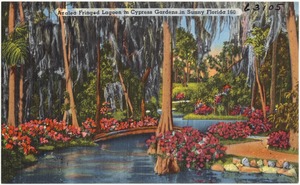 Azalea fringed lagoon in cypress gardens in sunny Florida