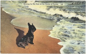 Waiting for my pals on the sands of Florida