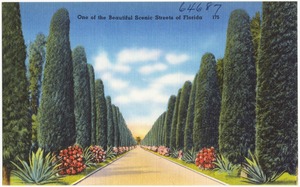 One of the beautiful scenic streets of Florida