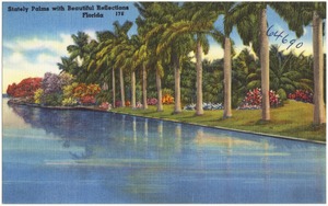 Stately palms with beautiful reflections, Florida