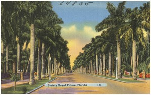 Stately royal palms, Florida