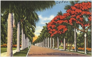 Royal Poinciana tree amidst majestic royal palms, Florida