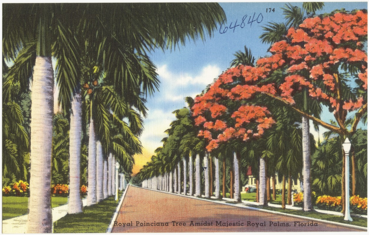 Royal Poinciana tree amidst majestic royal palms, Florida