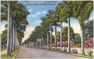 Stately avenue of palms in Florida
