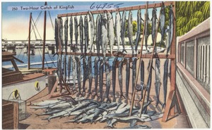 Two-hour catch of kingfish