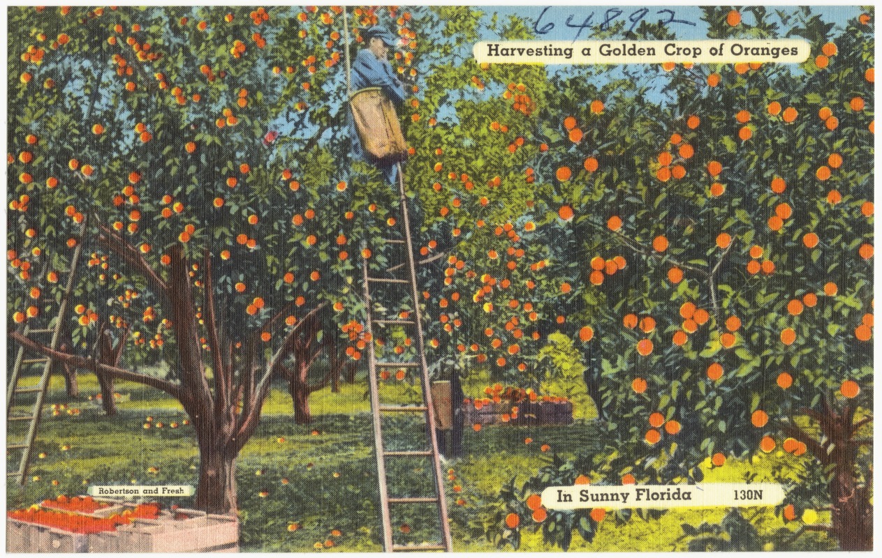 Harvesting a golden crop of oranges, in sunny Florida