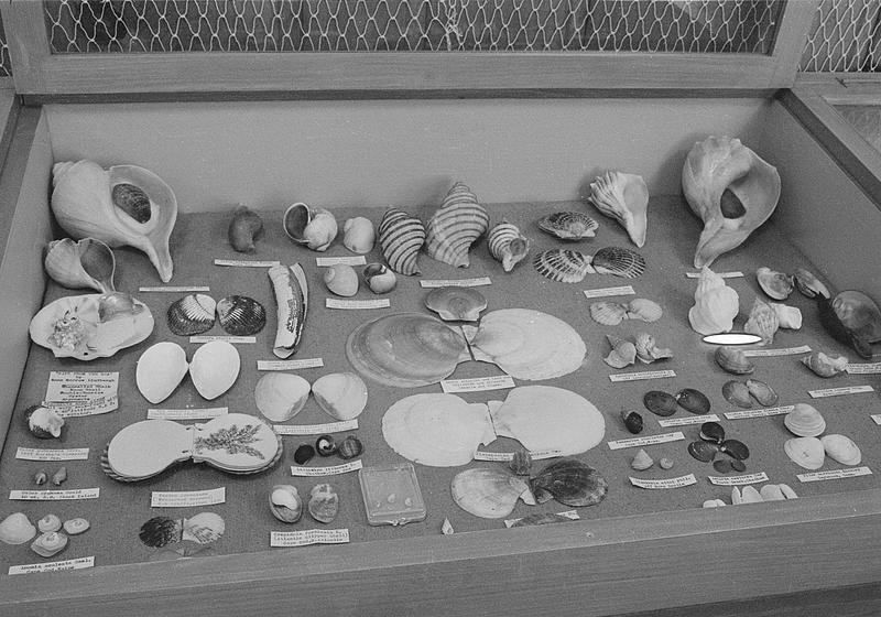 Shell Museum, Cape Cod, Chatham Digital Commonwealth