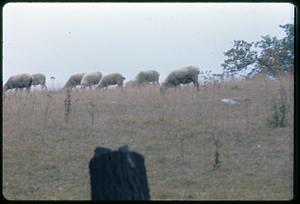 Sheep grazing in pasture, Old Sturbridge Village, Sturbridge, Massachusetts