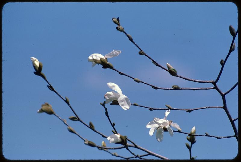 Branches with white blossoms