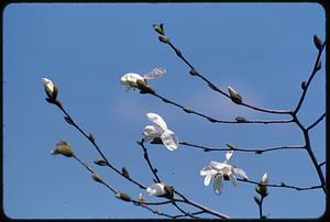 Branches with white blossoms
