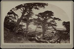 In the cypress groves, Cypress Drive, Monterey