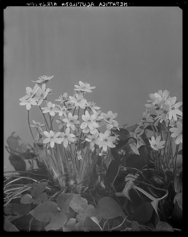 Hepatica acutiloba