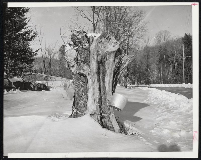 Vermont Still LifeThis stump of a oncepound maple tree at West Dover