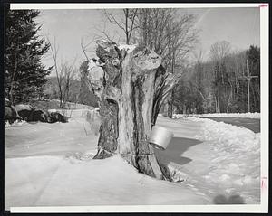 Vermont Still Life-This stump of a once-pound maple tree at West Dover, Vt., bears a sap bucket hung by some Vermonter with a touch of dry Yankee humor. Estimated to be 150 years old when in its prime, the maple once wore three and four buckets during the spring "sugar season."