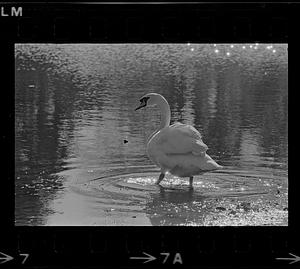 Swan at water's edge