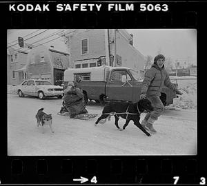 Street sledding with dogs