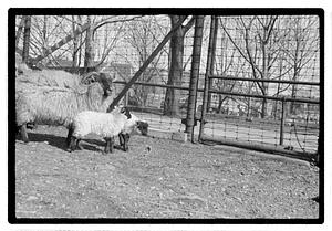 Sheep, Franklin Park Zoo