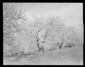 Man in orchard