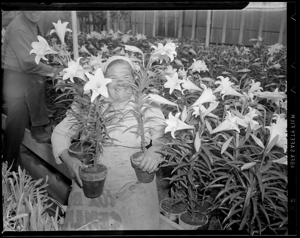 Woman in greenhouse with lilies