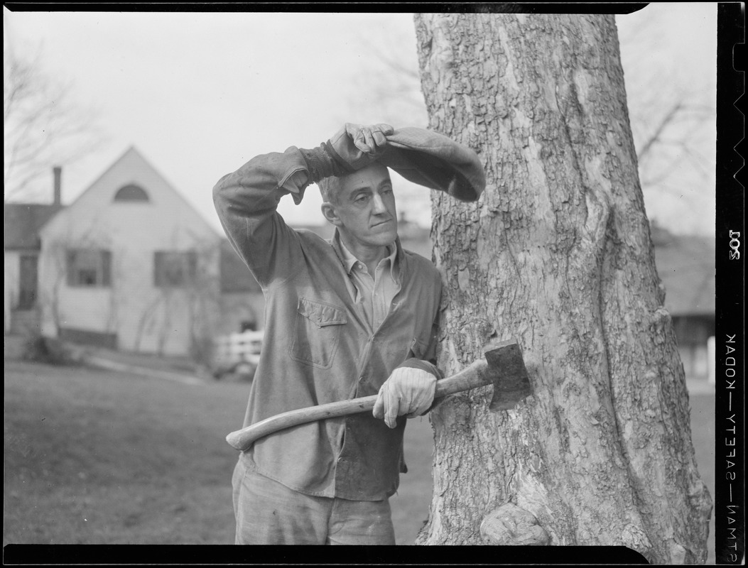 Gov. elect Leverett Saltonstall doing chores on his farm in Dover ...