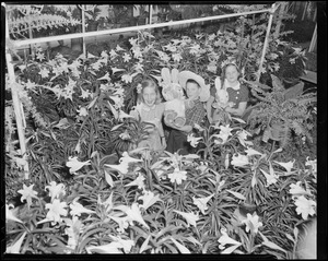 Winchester Conservatory - Easter lilies. Left - right: Gayle Porter (10) / David Wittaker (8) / Deborah Wittaker (10) - from Winchester.