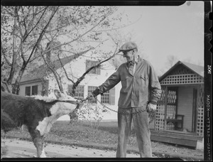 Leverett Saltonstall with his cows